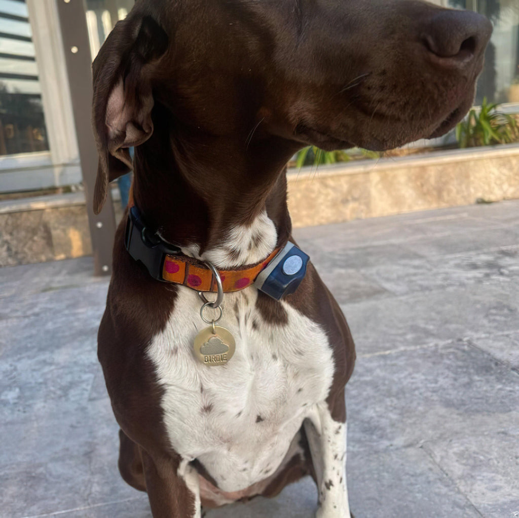 The Daydreamer's Token | Artisan Cloud Pet ID & Custom Dog Tag, alternate angle
