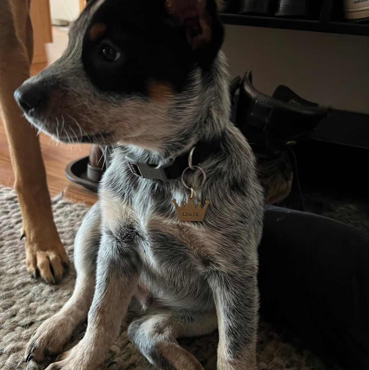 The Monarch Crown Token | Artisan Royal Pet ID & Custom Hand-Stamped Dog Tag, front view