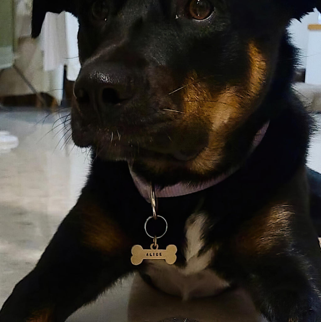 The Mighty Bone Token | Heavy-Gauge Solid Brass Big Bone Pet ID Tag, close-up detail