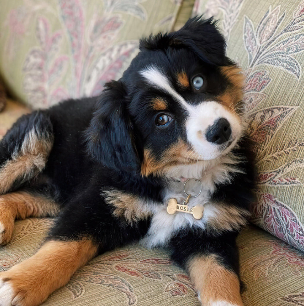 Bernese Mountain Dog puppy with a collar and a bone dog tag on a patterned couch