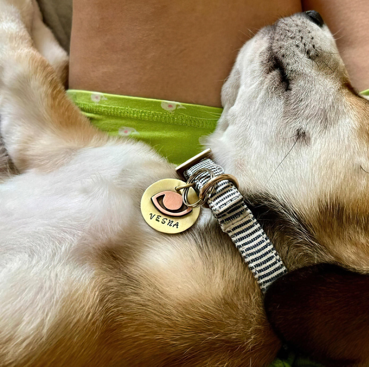 Dog wearing a collar with a name tag, lying on a brown surface.