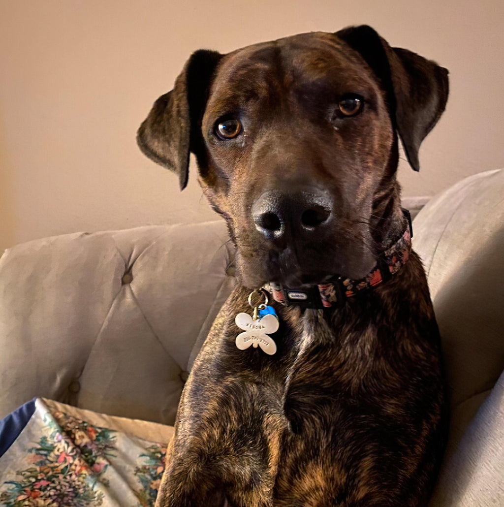 The Winged Grace Token | Artisan Butterfly Dog Tag & Custom Pet ID, styled view
