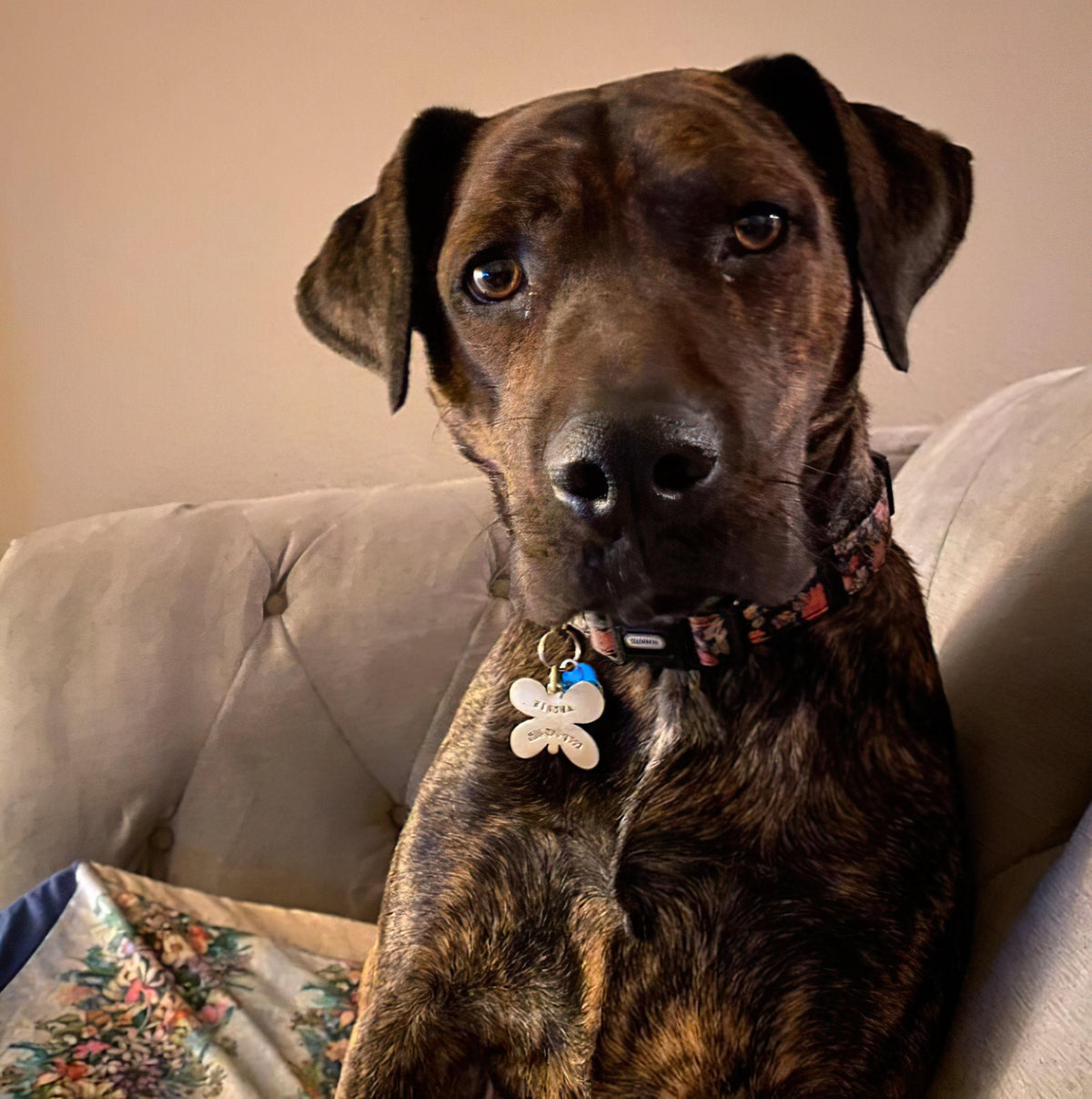 The Winged Grace Token | Artisan Butterfly Dog Tag & Custom Pet ID, styled view