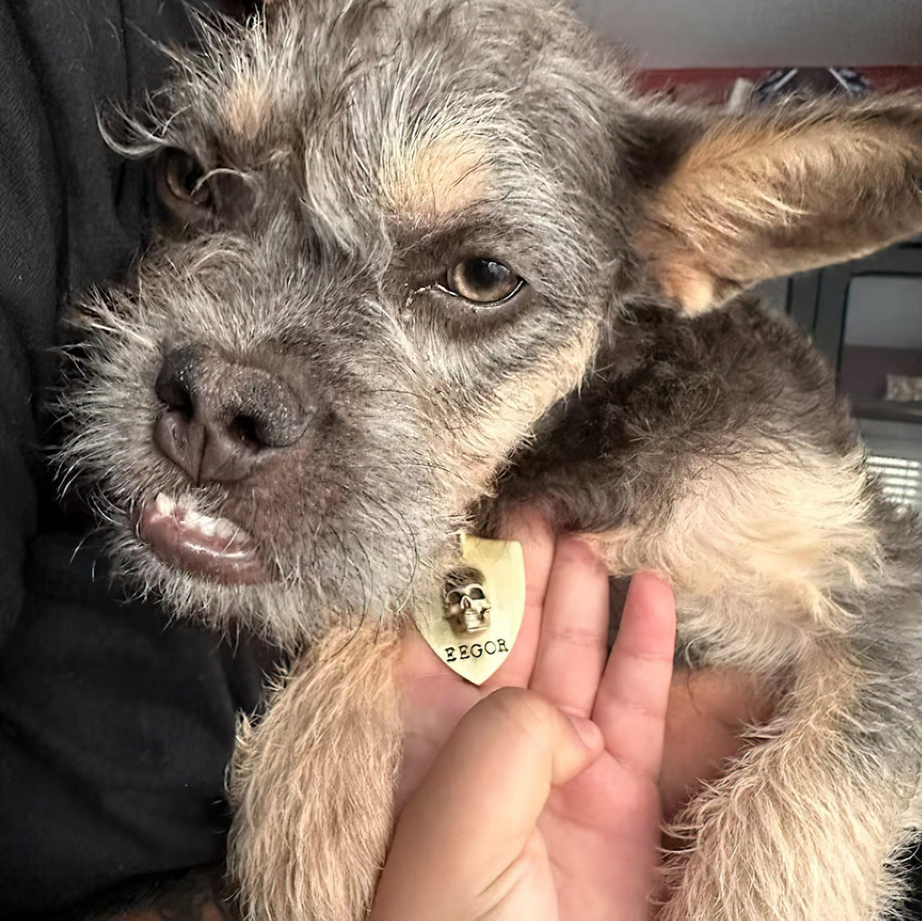 The Fearless Rebel Token | Artisan 3D Skull Pet ID & Custom Shield Tag, styled view