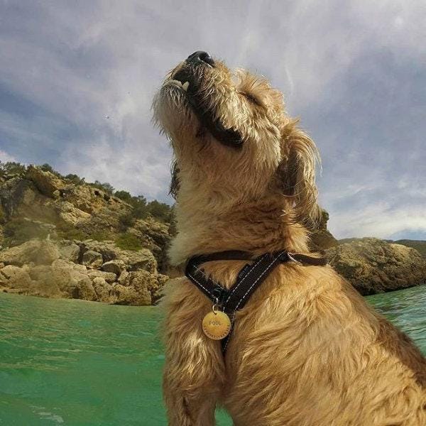 The Unity Token | Artisan Minimalist Pet ID & Custom Round Tag, styled view